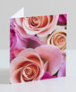 Mixed Roses