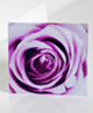 Purple Rose